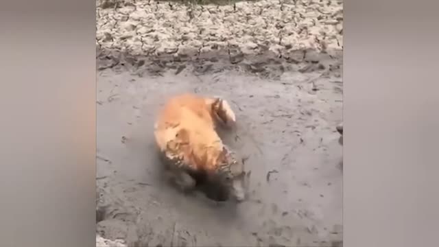 funny videos compilation # 2