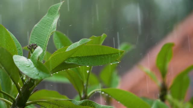 close up shot rain drops falling on leaves