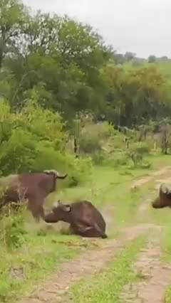 Nature Video Clips # - 01