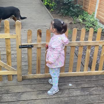 Dogs playing in house