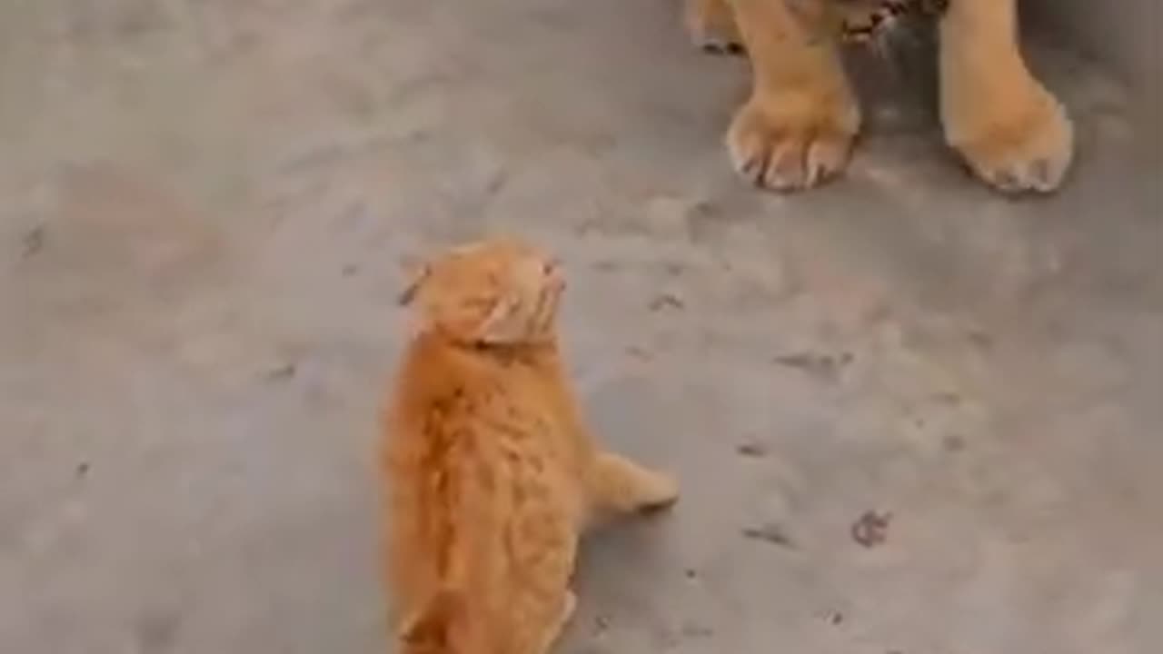 Cat vs lion💔💔