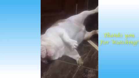 Funny Dog Sleeping at The Doorfront