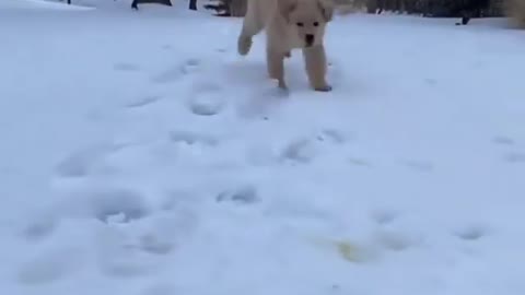 #Funny puppy videos#dogs funny ,baby dogs