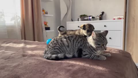 Puppies sees A Cat for the first time