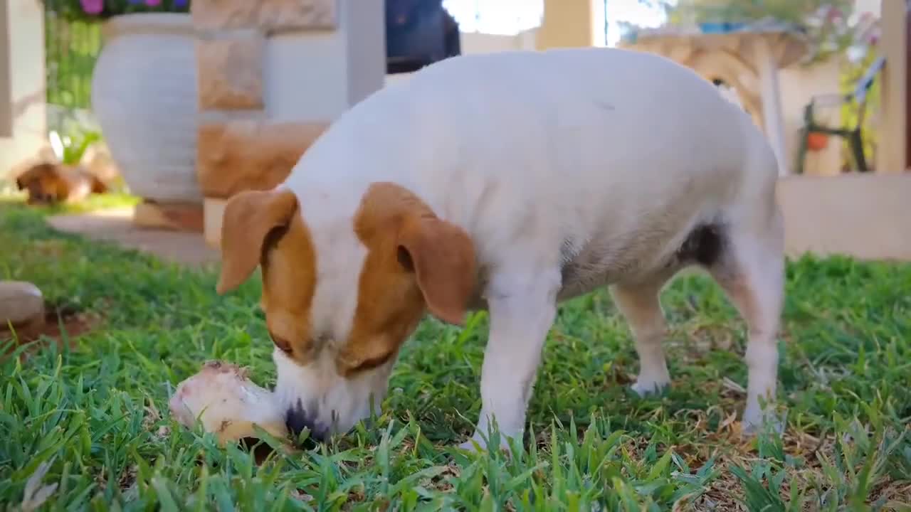Funny Dog , Naughty dog training 😁
