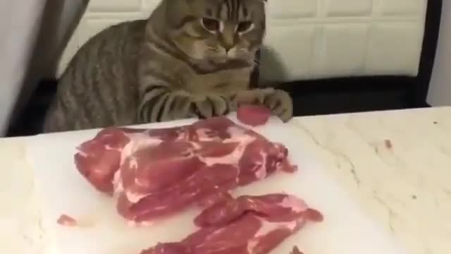 CAT PLAYING WITH A PIECE OF MEAT!