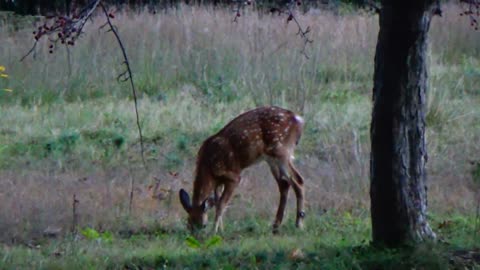 Fawn Deer