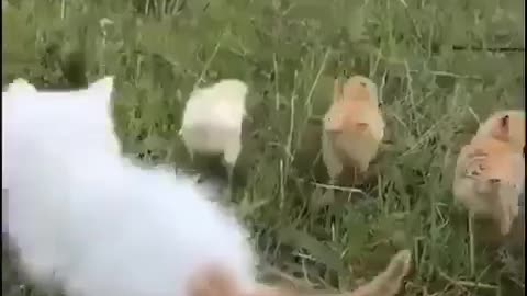 kitten playing with chick