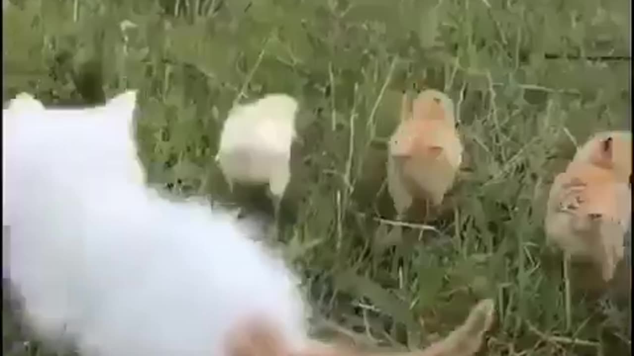 kitten playing with chick