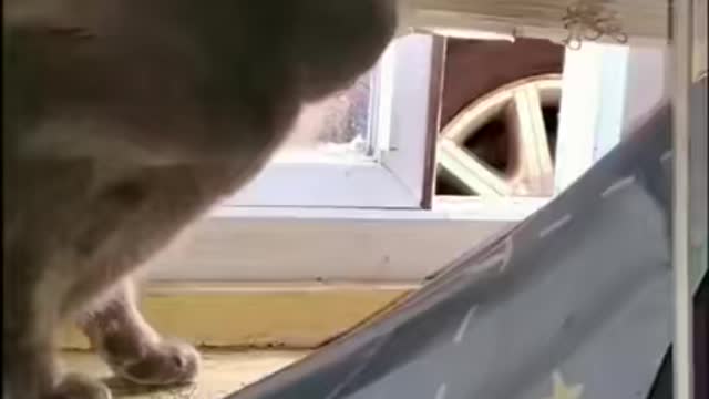 Death stare of a cat