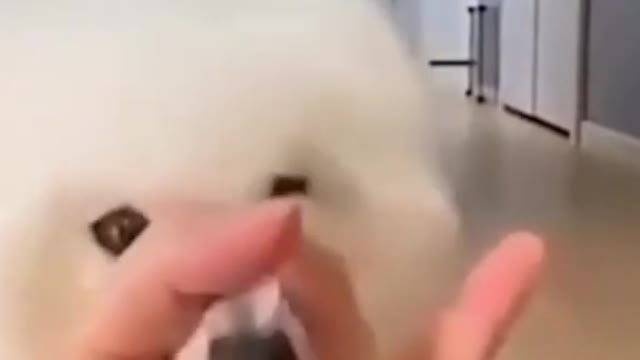 Funny and Cute Dog Videos Compilation