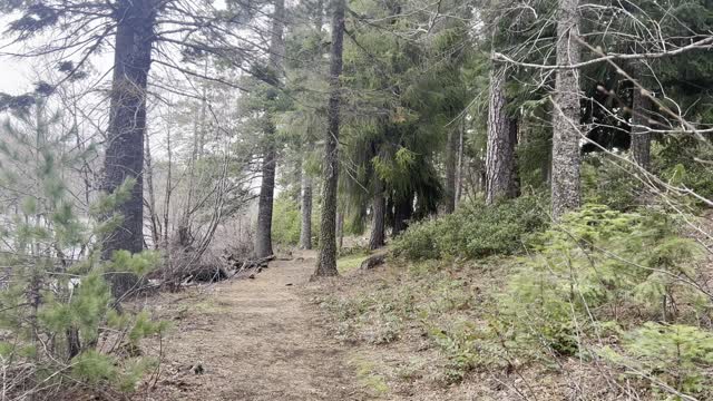 Circumnavigating the Shoreline Trail of Suttle Lake – Central Oregon – 4K