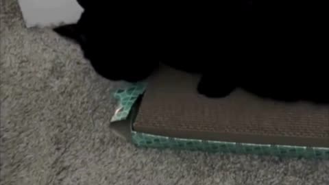 Cute Precious Piper is Eating Her Tuffet - Adopting a Cat from a Shelter Vlog #shorts