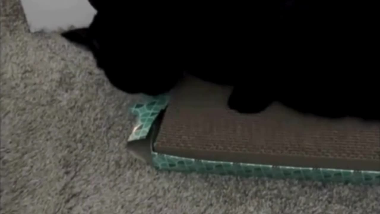 Cute Precious Piper is Eating Her Tuffet - Adopting a Cat from a Shelter Vlog #shorts