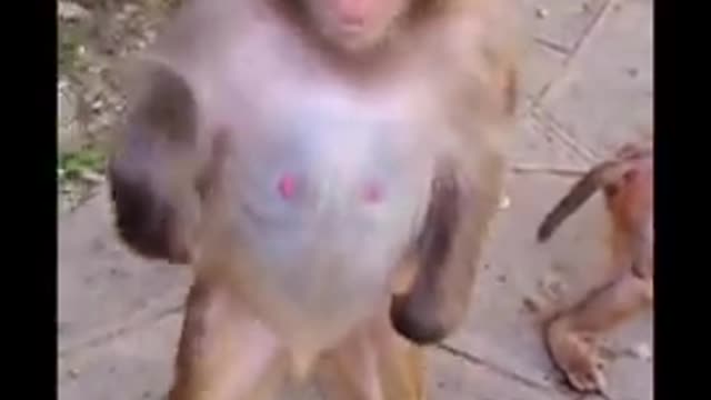 Monkey laughing