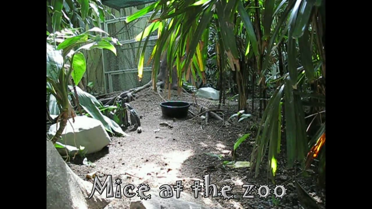 Mice At The Zoo