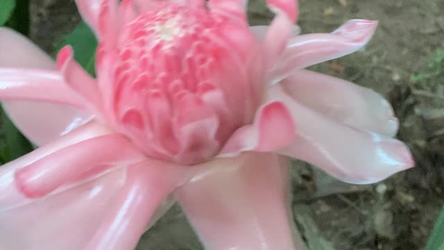 Isso é uma flor ou uma rosa veja o video e fala 🙏