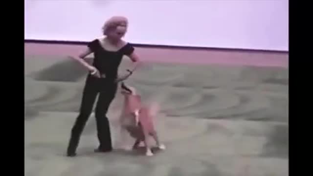 Dancing, dancing cats funny video dancing