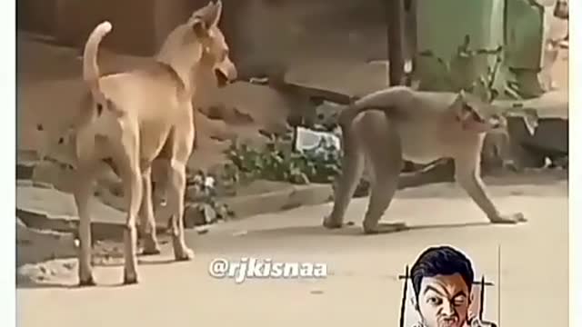 Funny monkey and dog