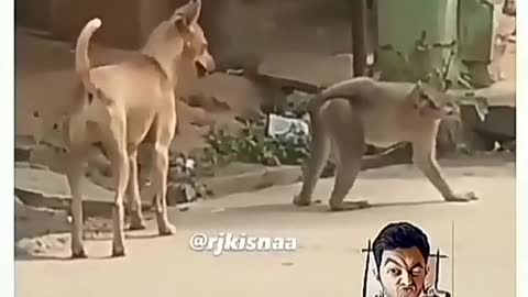 Funny monkey and dog