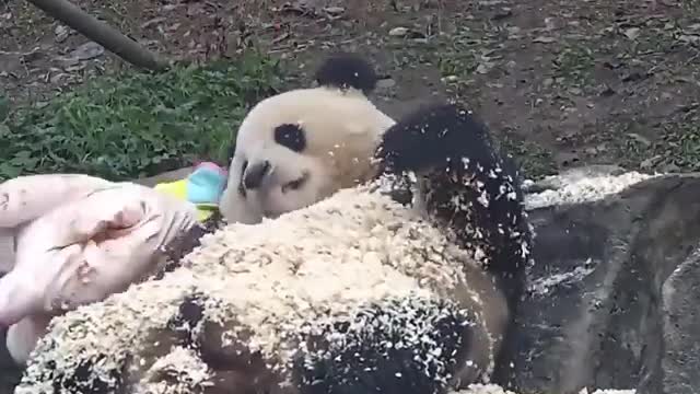 crazy panda