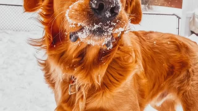 Dog loves snow more than