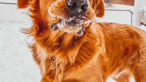 Dog loves snow more than