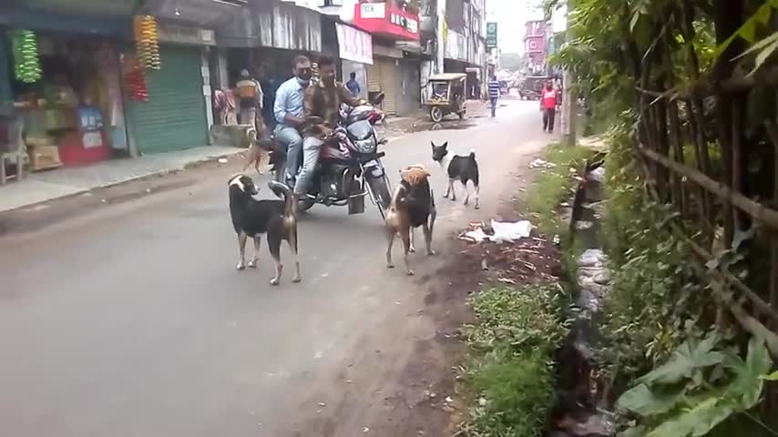 Street dog 😂😂