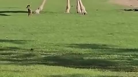 Curious giraffe inspects baby deer at Louisiana Wildlife Park..