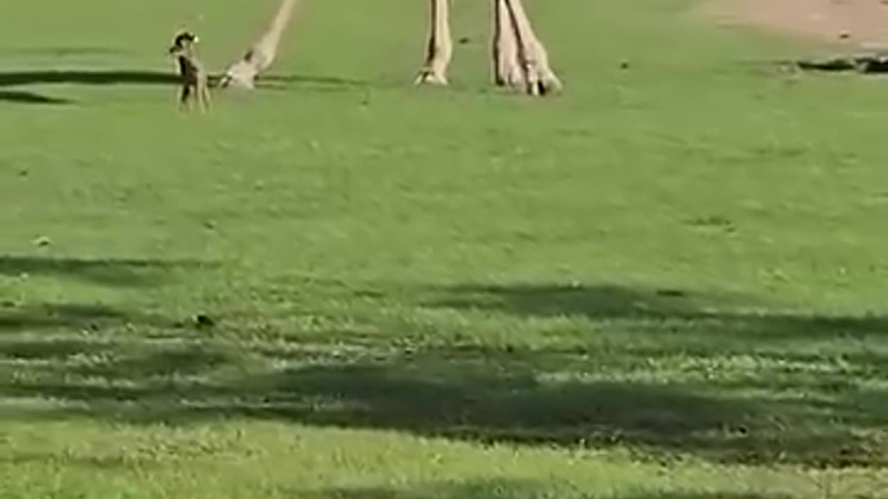 Curious giraffe inspects baby deer at Louisiana Wildlife Park..