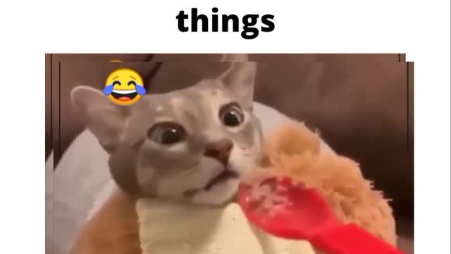 kittens doing cute things