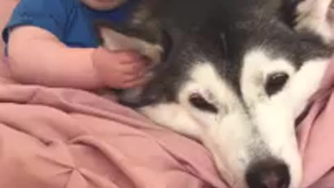 Cute 🐶🐶Dog