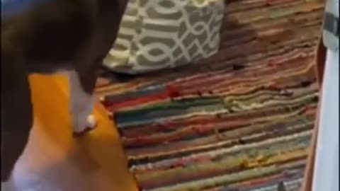 Funny Animals, Funny Cats and Dogs