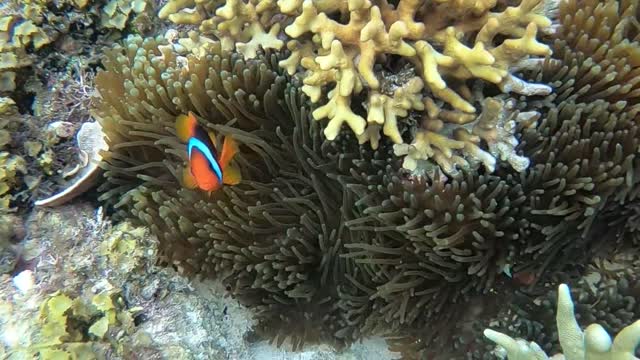 Nemo fish are hiding in the seaweed bushes next to the lake under the ocean