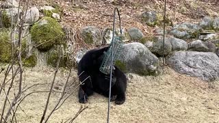 Bear Fills Up on Bird Seed