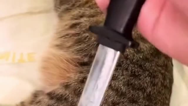 The cat was cheated