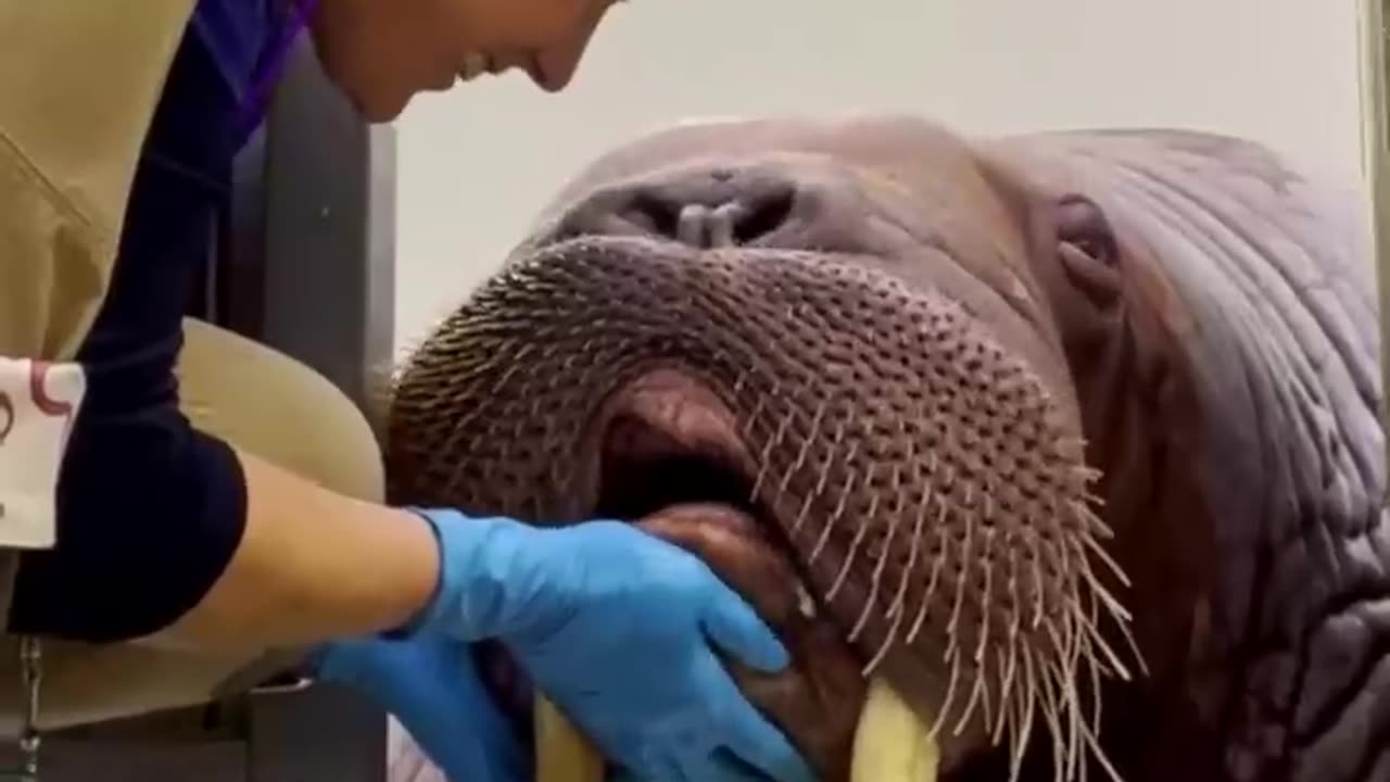 I Gave a Walrus a Dental Exam! #shorts