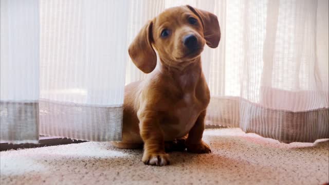 curious puppy with the camera