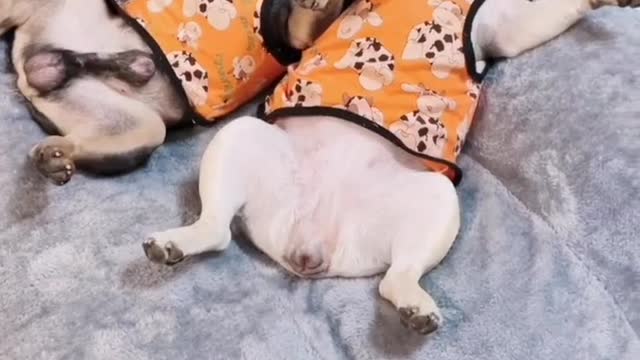 hello dog