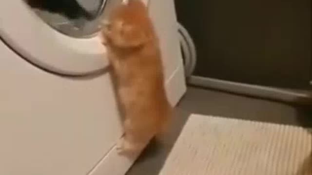 cute kitten wonderful!