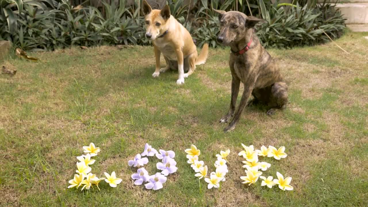 Two cute medium sized dogs sit next to yellow and blue flowers that spell out love on the lawn