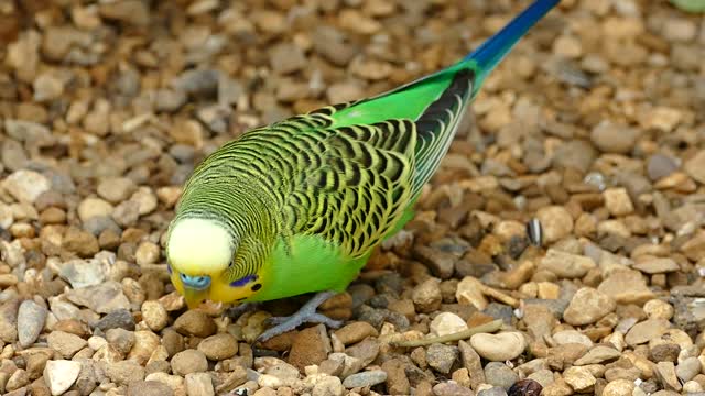 Budgerigar parrots