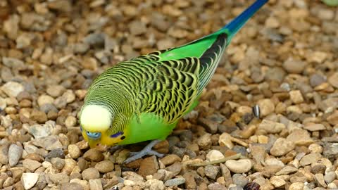 Budgerigar parrots