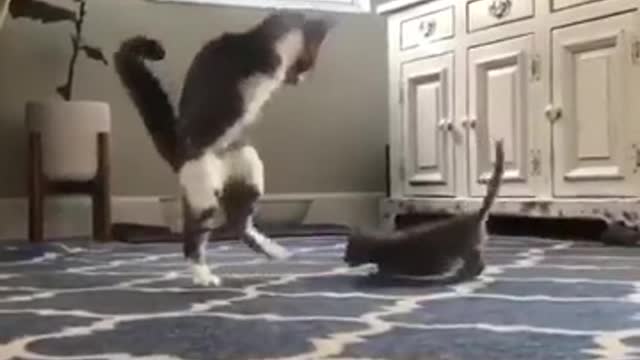 cute cat Despite the handicap. Look how she plays with her baby.