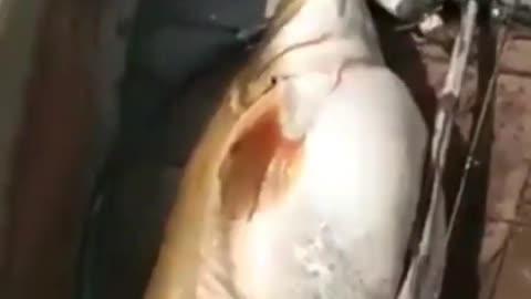 This is a beautiful and charming water-dwelling species