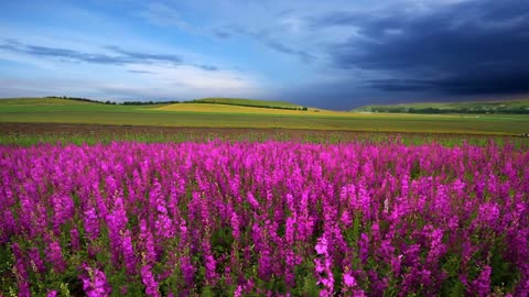 Meadow sage with flowing clouds