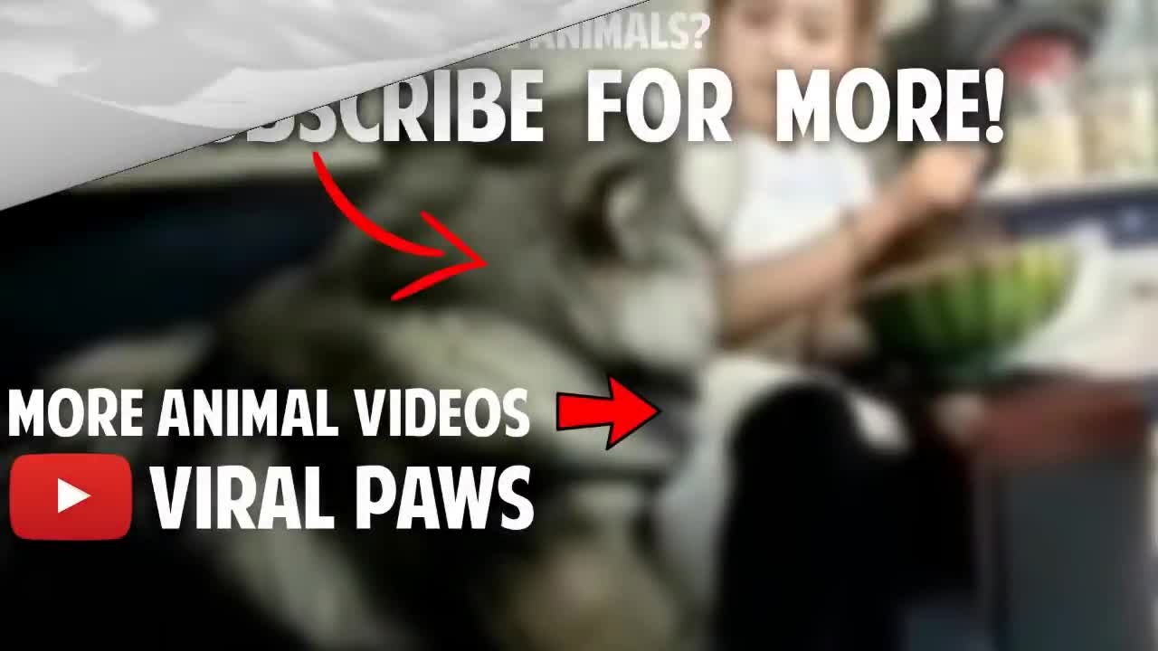 Giant Alaskan Malamute Need Attention