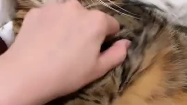 🐈🐈🐈🐈🐈