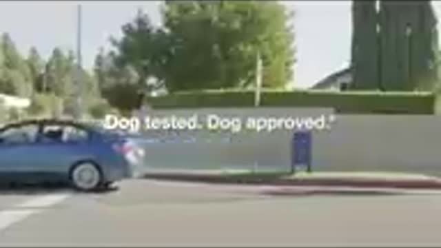 Video para whatsapp de perros