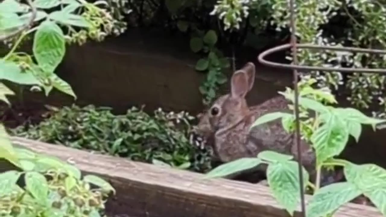 Rabbits and Sugar Plum Fairies